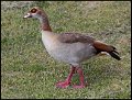 _9SB4015 egyptian goose